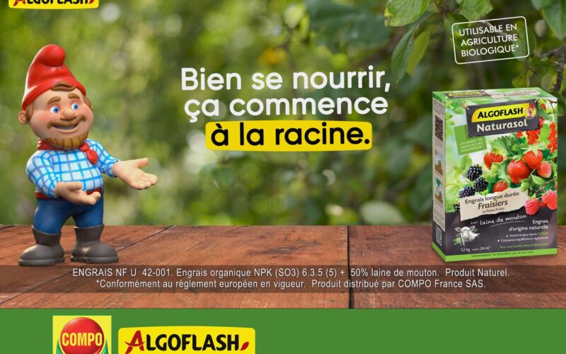 Algoflash ramène sa fraise sur la toile !