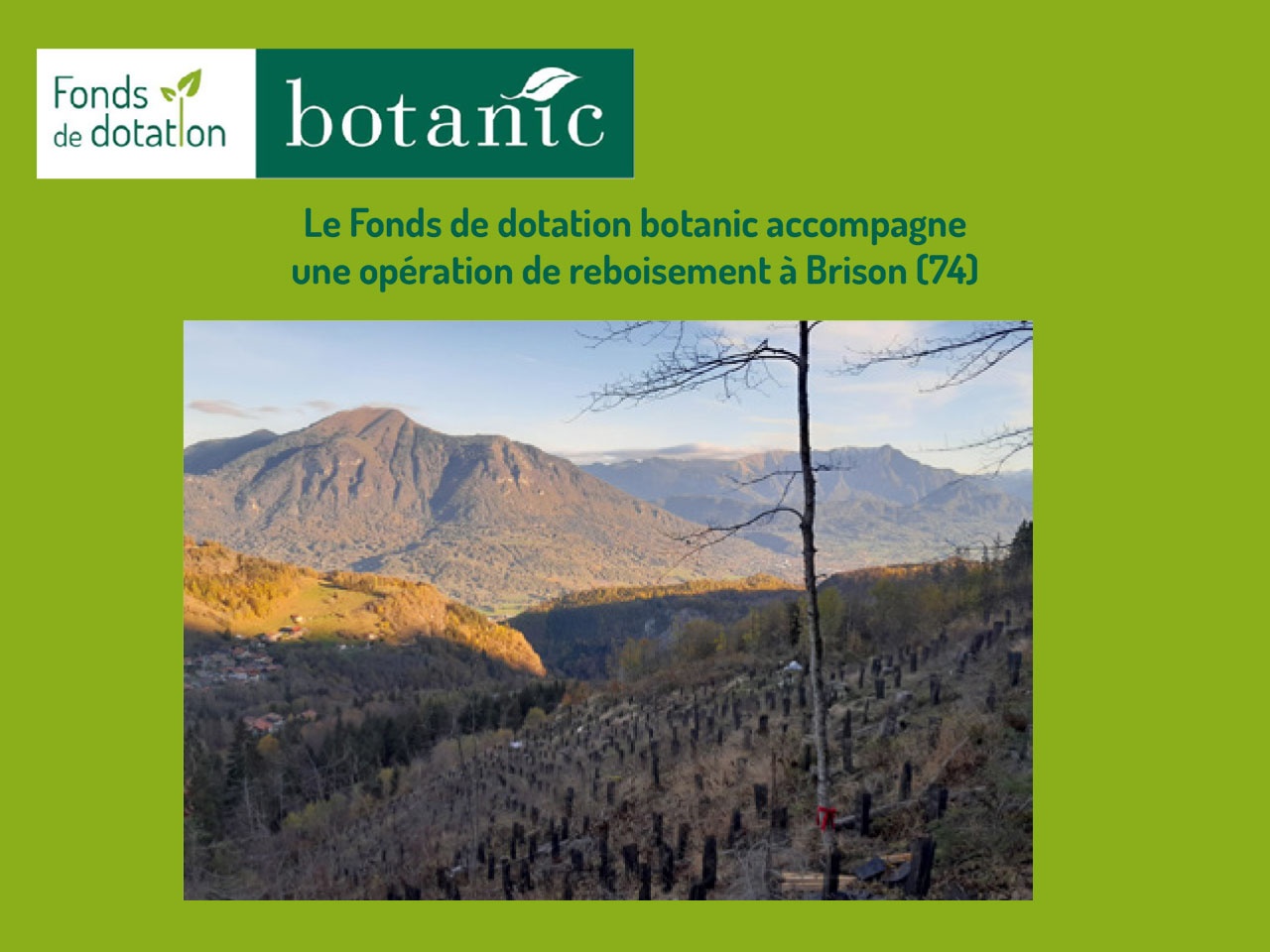 Le Fonds de dotation botanic accompagne une opération de reboisement à Brison (74)