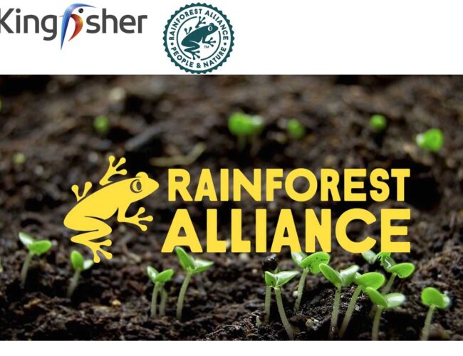 Kingfisher rejoint l’association Rainforest Alliance en tant que membre fondateur de l’initiative Forest Allies