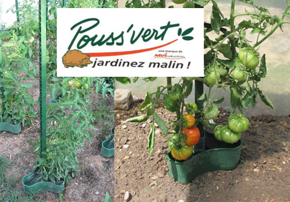 Des tomates vigoureuses