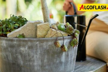 Algoflash enrichit sa gamme avec trois nouveaux produits dédiés aux plantes méditerranéennes
