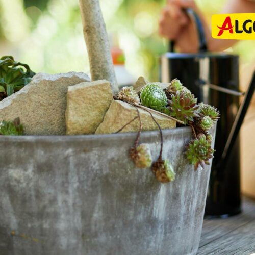 Algoflash enrichit sa gamme avec trois nouveaux produits dédiés aux plantes méditerranéennes
