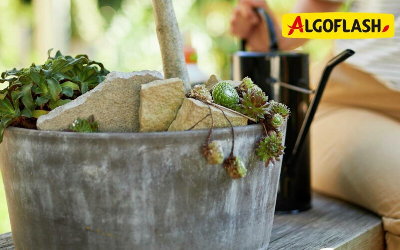 Algoflash enrichit sa gamme avec trois nouveaux produits dédiés aux plantes méditerranéennes