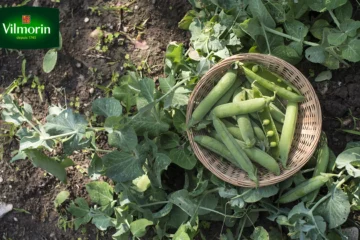 Vilmorin présente ses semences pour l’automne